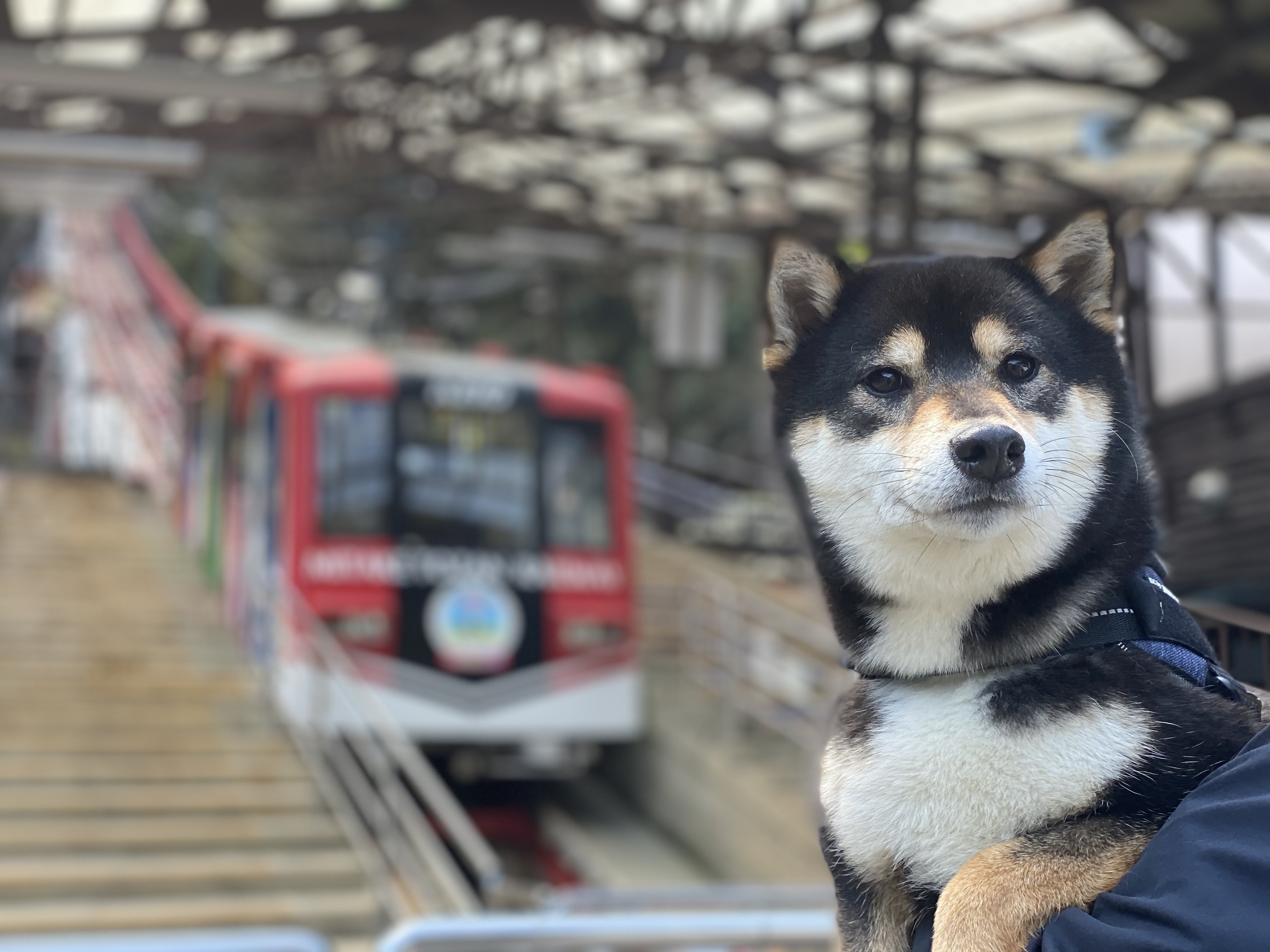 【東京都奥多摩】御岳山登山鉄道（ケーブルカー）と武蔵御嶽神社 イメージ