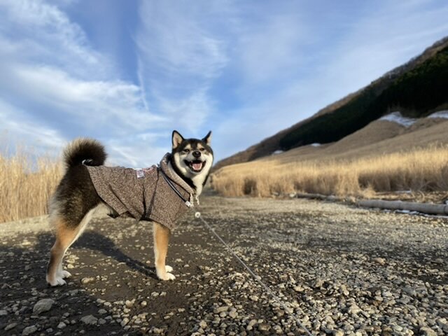 仙石原すすき草原