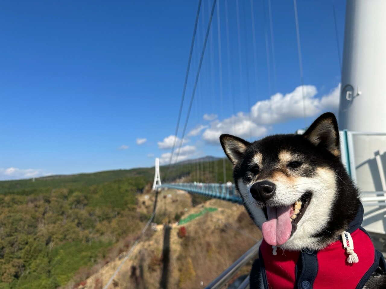 三島スカイウォーク