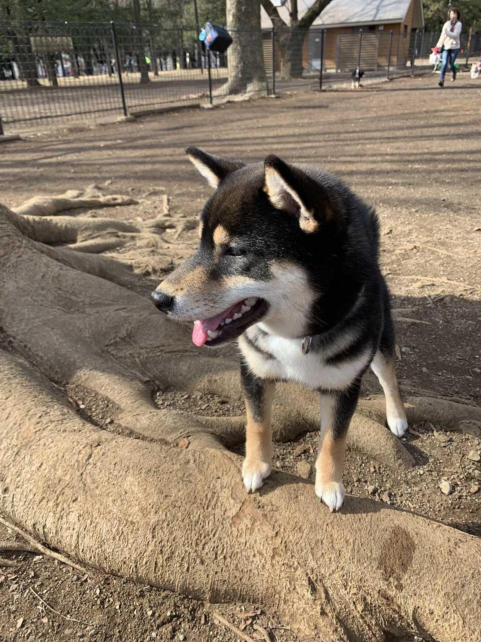 初の代々木公園の遠出とドッグラン ドッグカフェ 黒柴犬の琥大朗 こたろう ブログ Siba Inu Kotaro