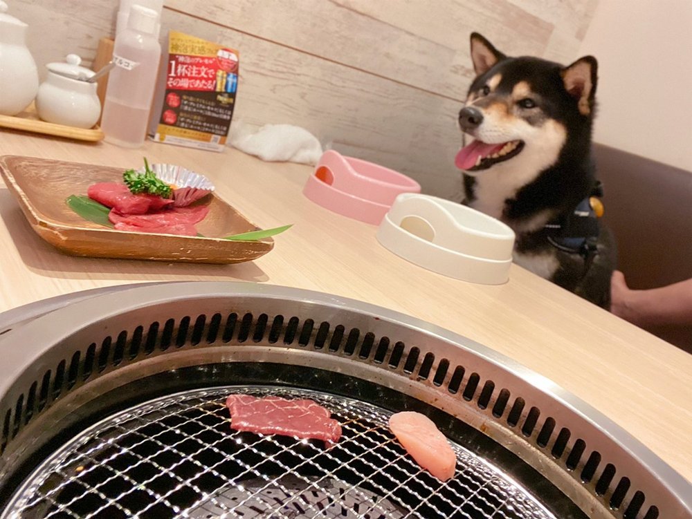 【東京都内】愛犬と一緒に焼肉を食べれる店『うしすけ』さん