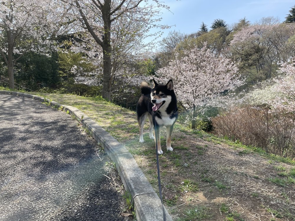 【東京都多摩市】都立桜ヶ丘公園・ゆうひの丘でお花見散歩 イメージ