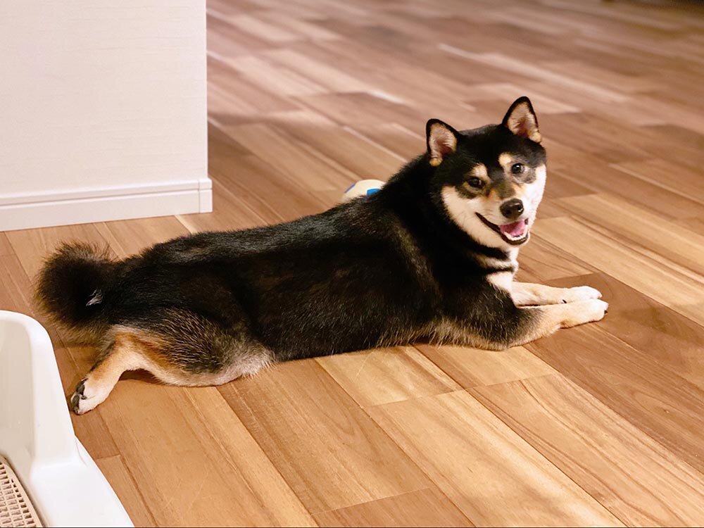琥大朗を飼い始めて引っ越しを検討した理由