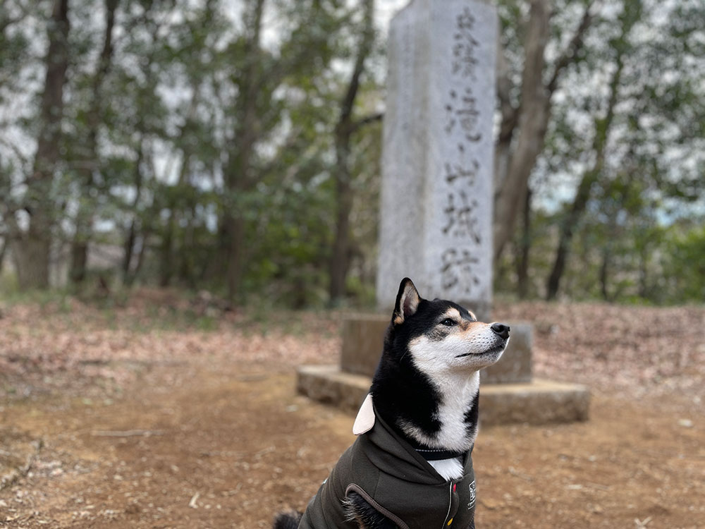 琥大朗 滝山城跡でお散歩