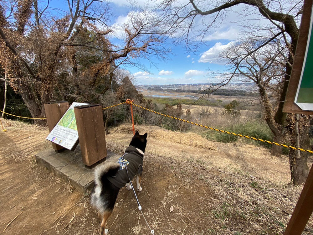 琥大朗 滝山城跡でお散歩