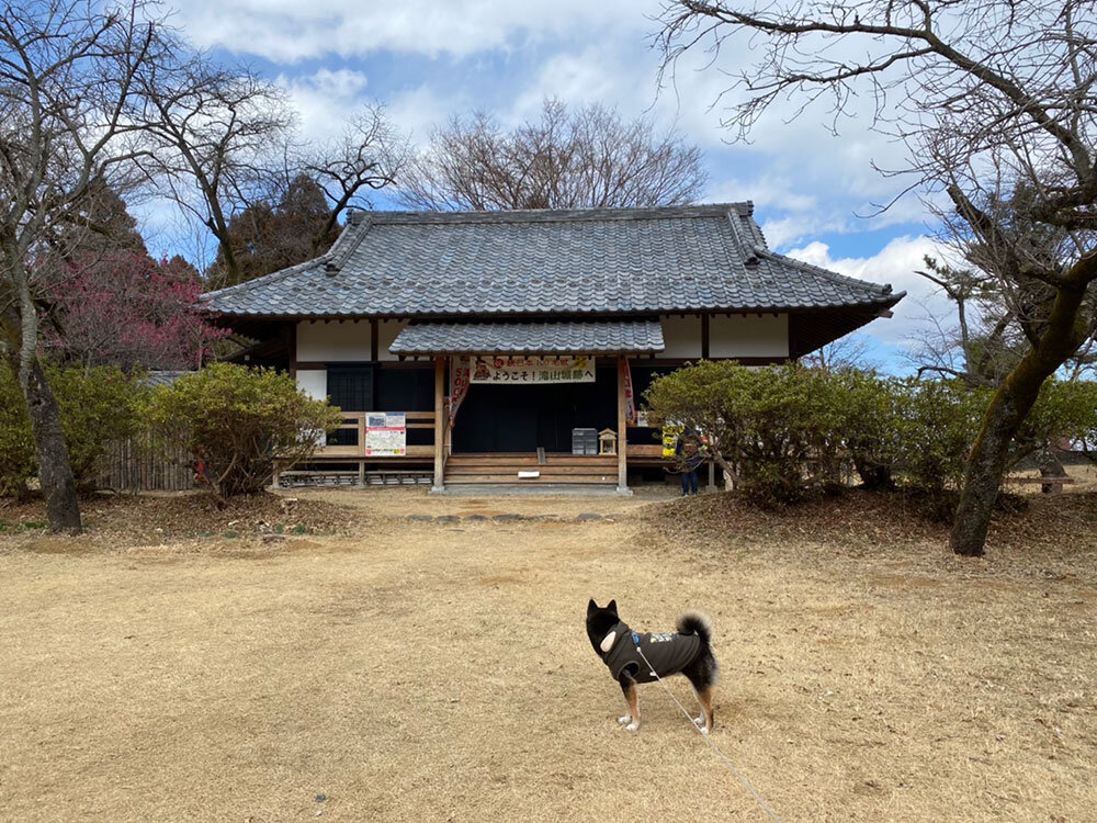 琥大朗 滝山城跡でお散歩