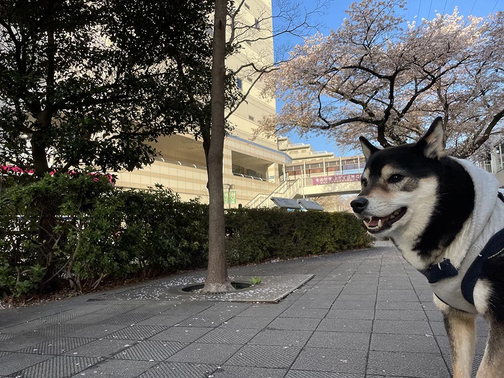 琥大朗 桜を見ながらお花見散歩