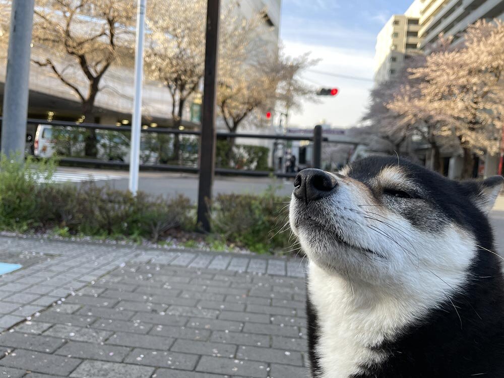 今年も桜の季節がやってきました！ イメージ