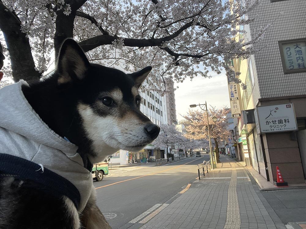 琥大朗 桜を見ながらお花見散歩