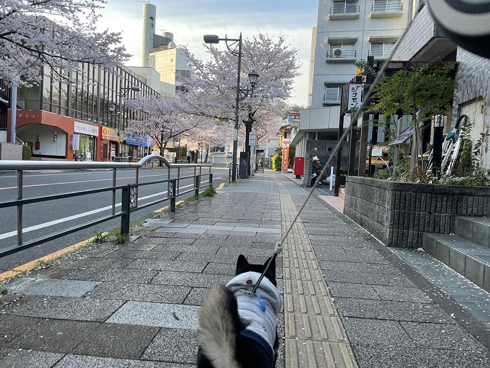 琥大朗 桜を見ながらお花見散歩