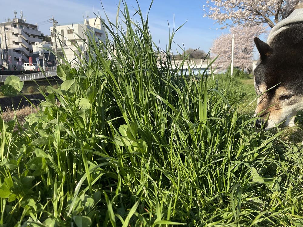 琥大朗 桜を見ながらお花見散歩