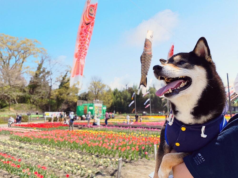 琥大朗 羽村のチューリップ畑