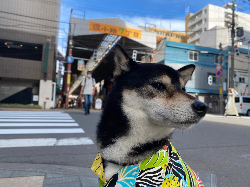 琥大朗 と北海道旅行