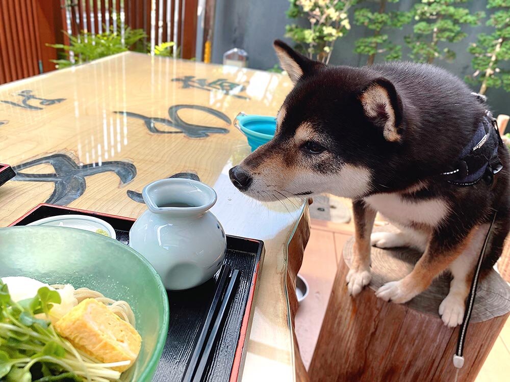 「手打ちそば蕎藤（きょうどう）」さんでランチ