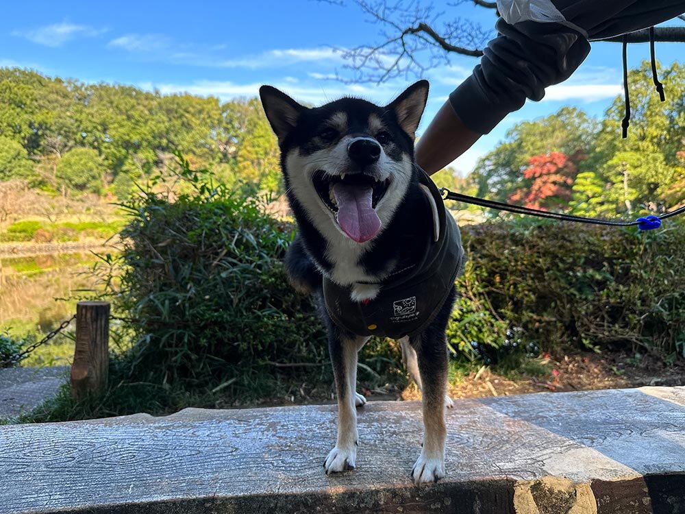 町田薬師池公園（四季彩の杜）に行ってきました！ イメージ