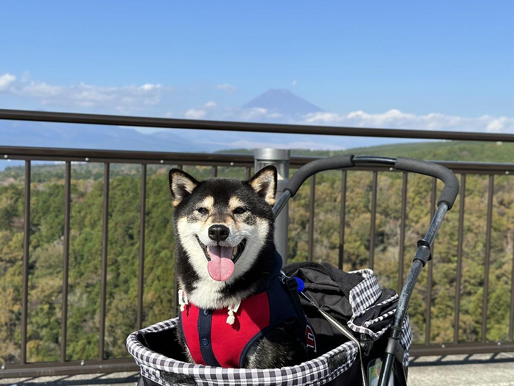 三島スカイウォーク