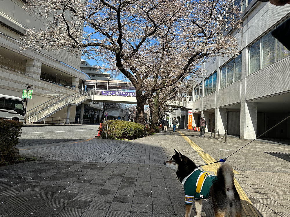 駅周辺の桜が咲いてきた イメージ