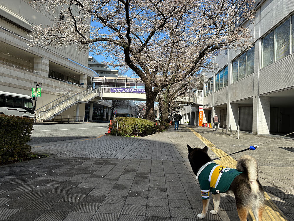 琥大朗 桜を見ながらお花見散歩