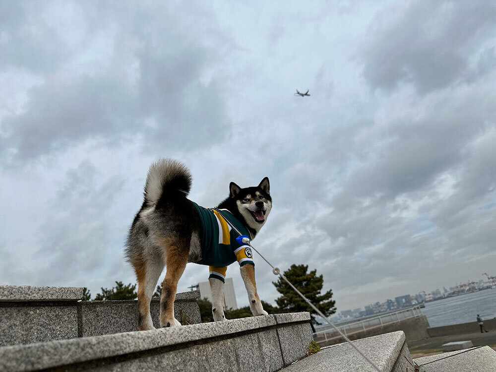 早朝ドライブで城南島海浜公園に行って飛行機見てきたよ イメージ