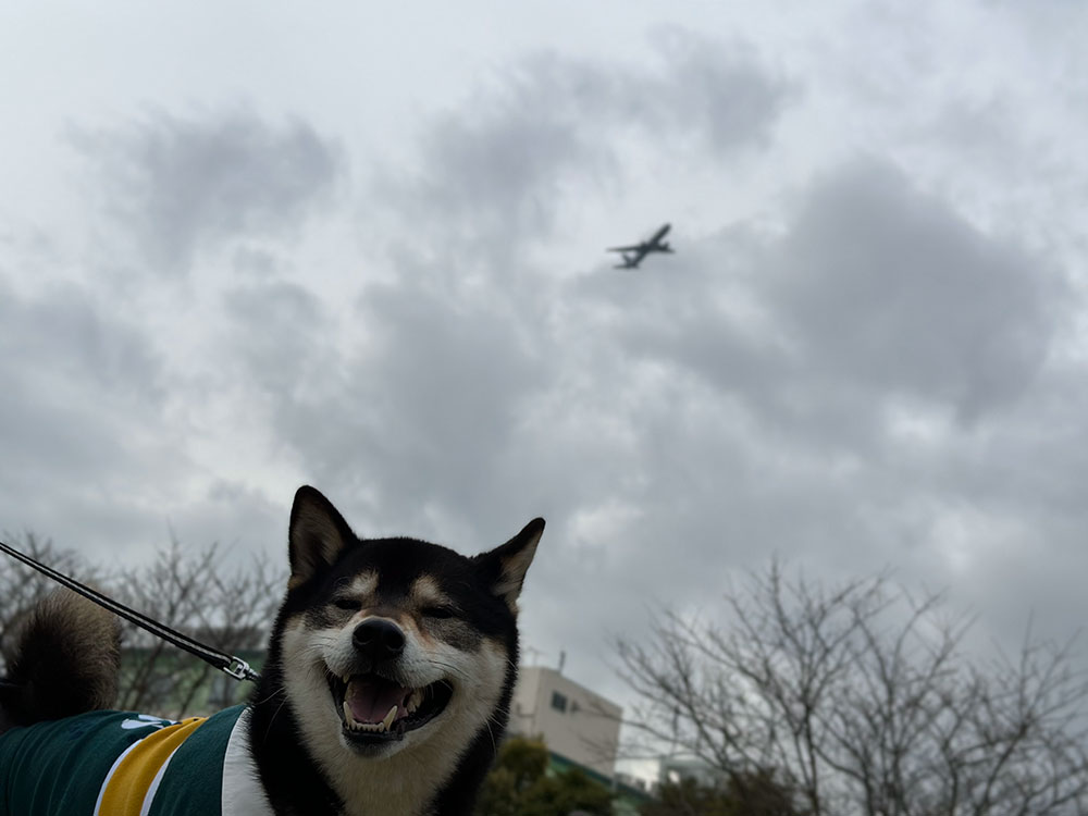 城南島海浜公園 飛行機と琥大朗