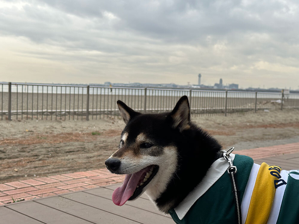 城南島海浜公園 砂浜