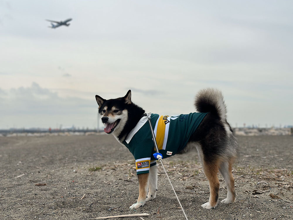 城南島海浜公園 飛行機と琥大朗