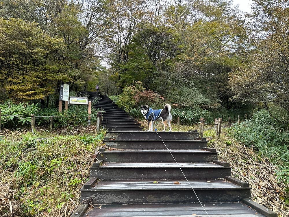 日光市霧降高原キスゲ平園地