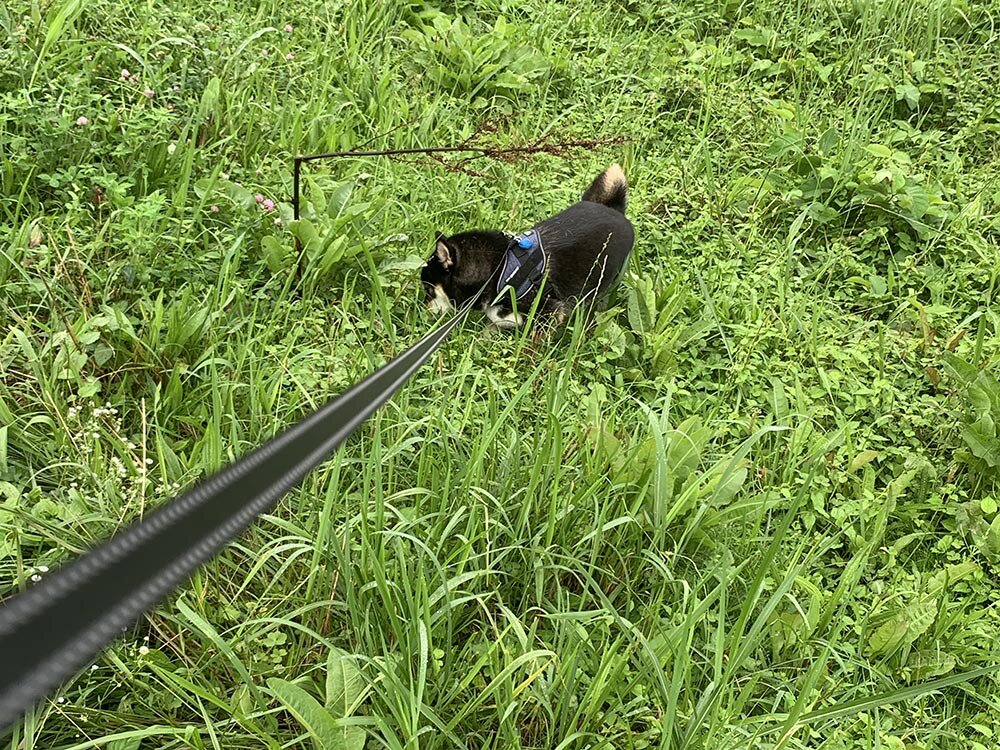 琥大朗を飼い始めて引っ越しを検討した理由