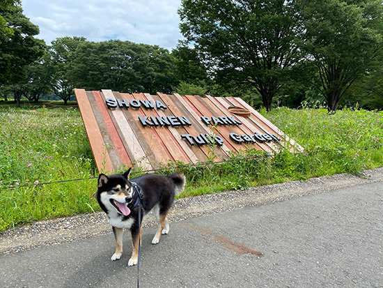 昭和記念公園のチューリップガーデン