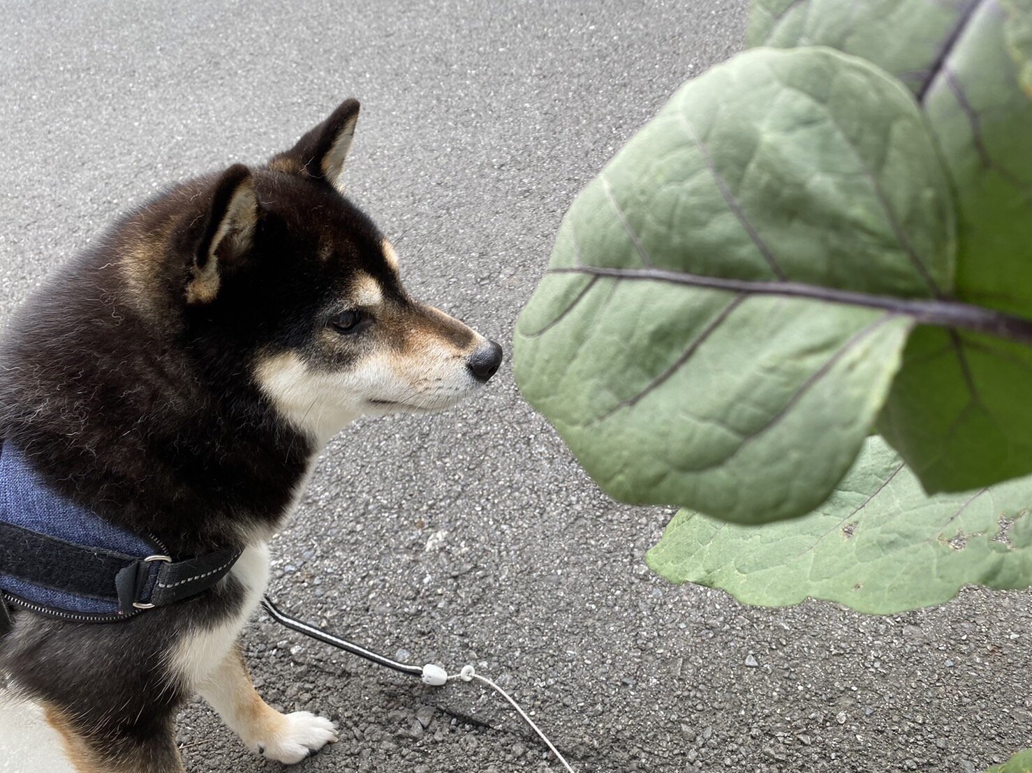 琥大朗 家庭菜園