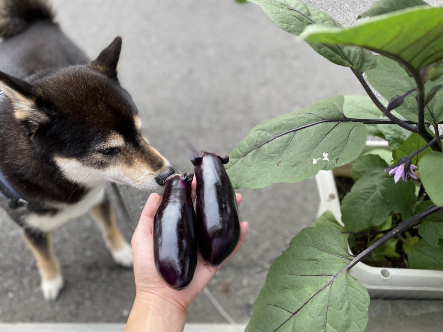 琥大朗 家庭菜園