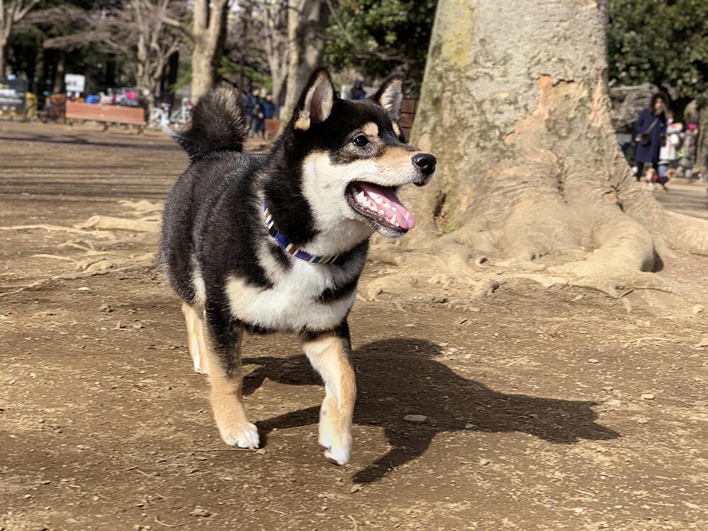 琥大朗を飼い始めて引っ越しを検討した理由