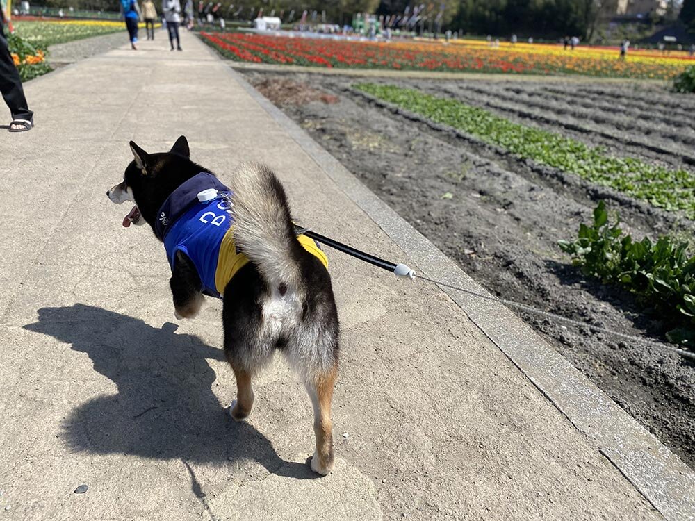 琥大朗 羽村のチューリップ畑