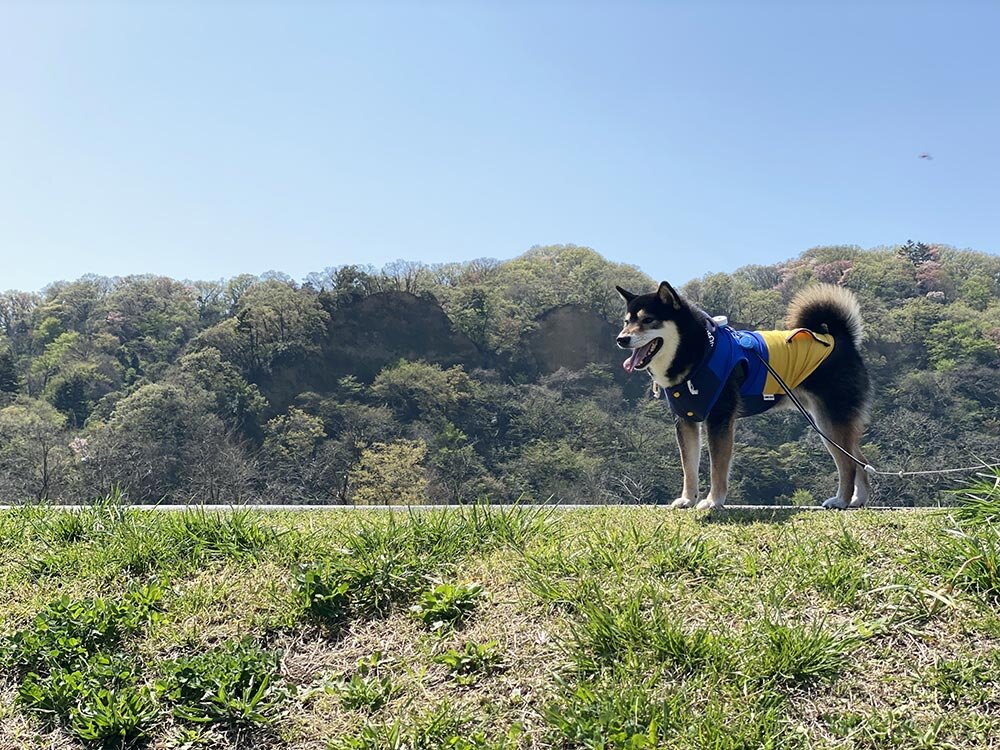 琥大朗 羽村のチューリップ畑