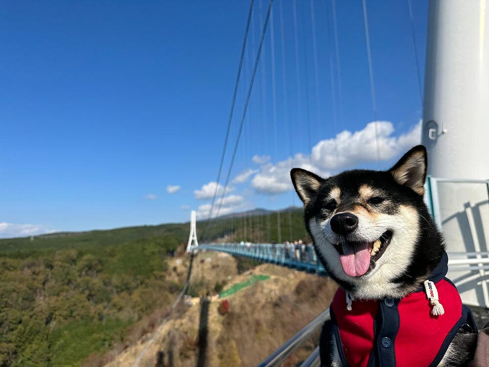 全国旅行支援で三島スカイウォーク・伊豆旅行！ イメージ