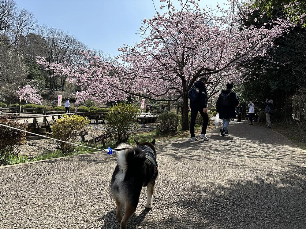 町田薬師池公園（四季彩の杜） 梅まつり