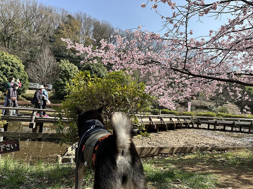 薬師池公園で梅まつりが開催してたよ！ イメージ