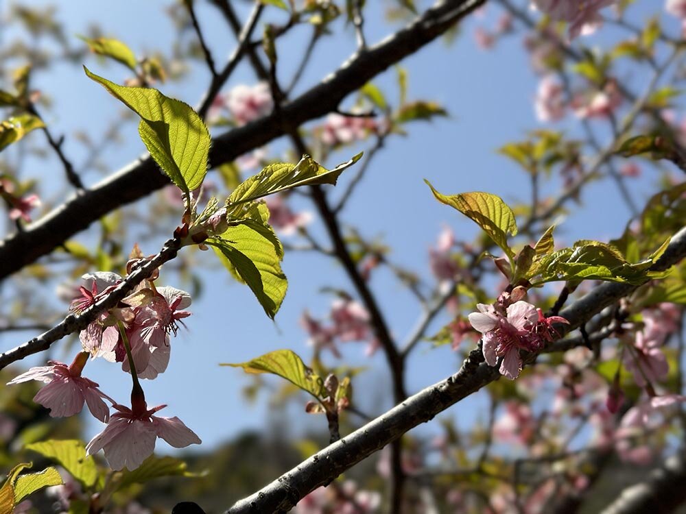町田薬師池公園(四季彩の杜) 梅まつり