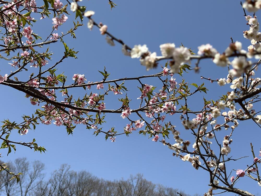 町田薬師池公園（四季彩の杜） 梅まつり