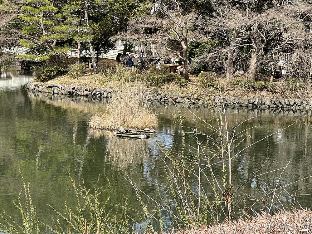 町田薬師池公園（四季彩の杜） 梅まつり