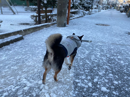 琥大朗 はじめての雪遊び