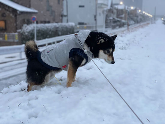 琥大朗 はじめての雪遊び