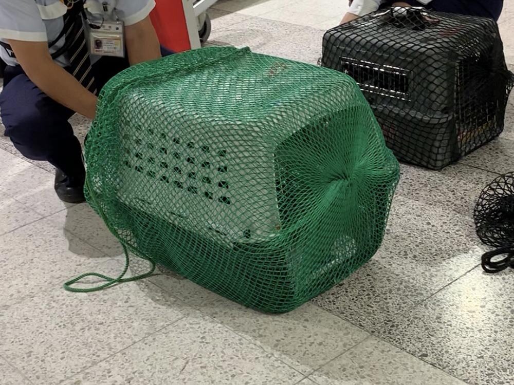 わんこの飛行機旅行 預けると二重のネット