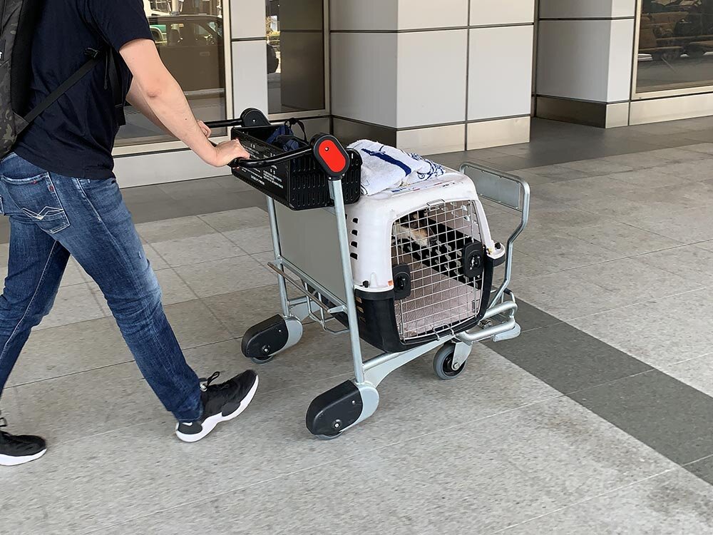 わんこの飛行機旅行 カートがおすすめ