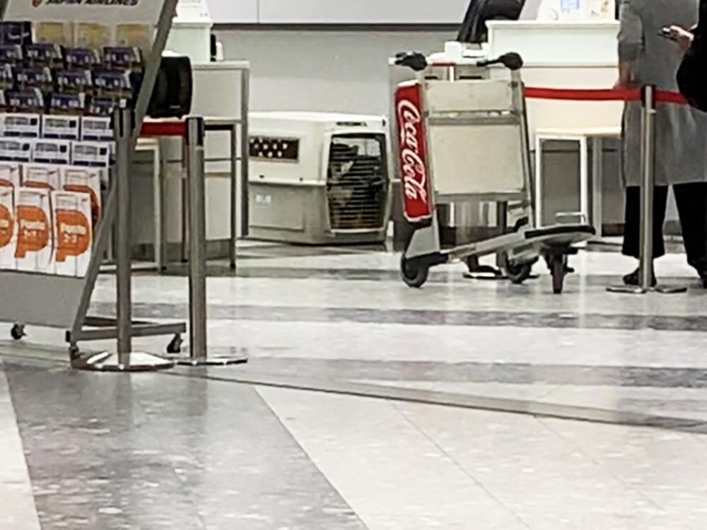 わんこの飛行機旅行 せつない