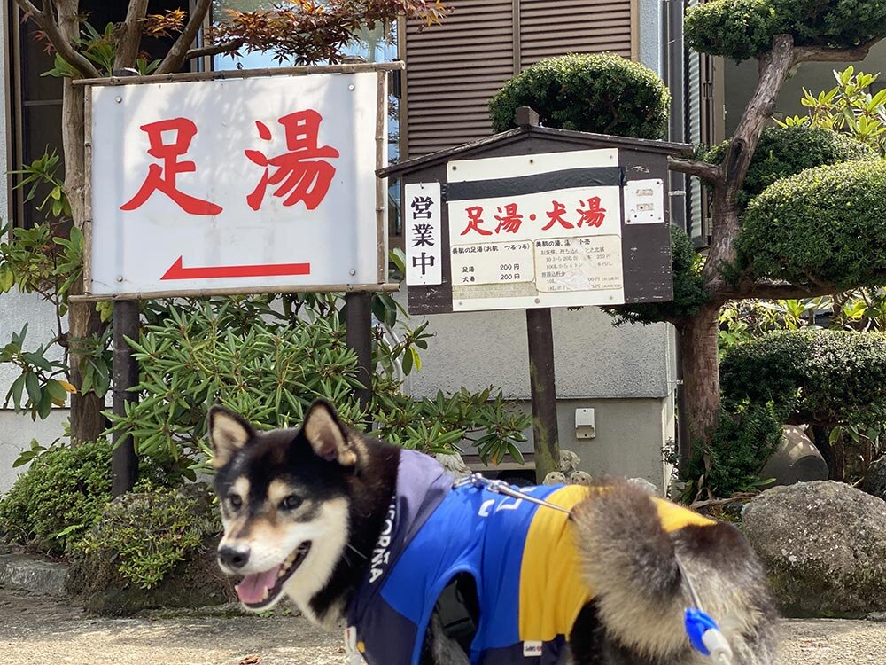 犬も入れる箱根の森足湯（二ノ平温泉供給）