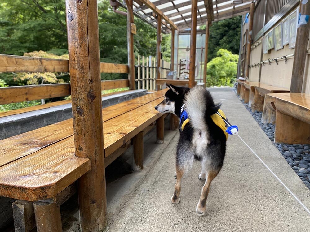 犬も入れる箱根の森足湯（二ノ平温泉供給）