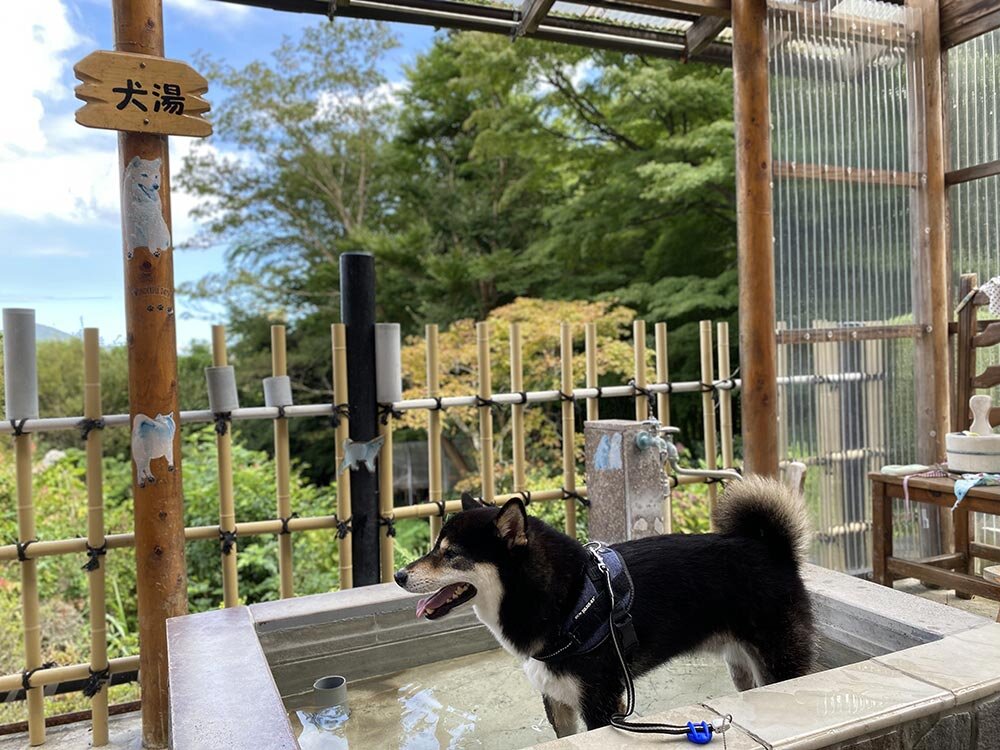 犬も入れる箱根の森足湯（二ノ平温泉供給）