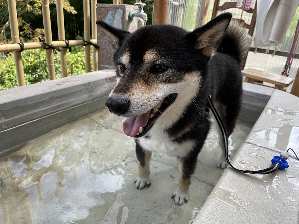 犬も入れる箱根の森足湯（二ノ平温泉供給）