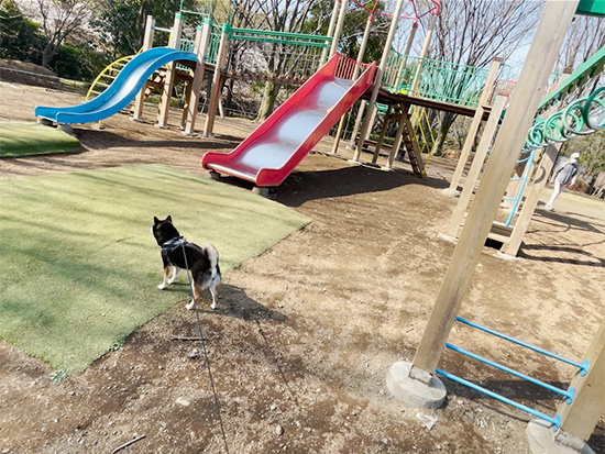 都立桜ヶ丘公園の遊具と琥大朗